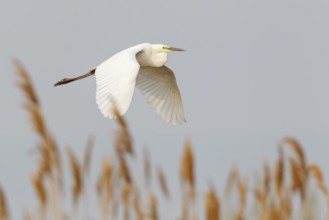 Great Egret (Ardea alba) flying, Lake Neusiedl, Austria