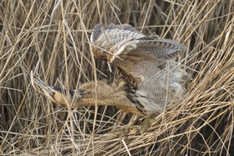 Eurasian Bittern (Botaurus stellaris), Hesse, Germany