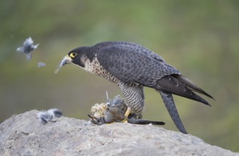 Peregrine Falcon (Falco peregrinus) female, Saxony, Germany