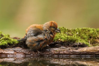 Red Crossbill (Loxia curvirostra) male, Utrecht, Netherlands