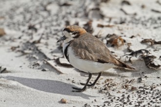 Double-banded Plover (Charadrius bicinctus), Falkland Islands