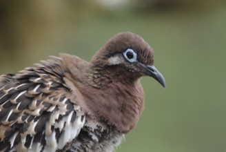 Galapagos Dove (Zenaida galapagoensis), Galapagos, Ecuador