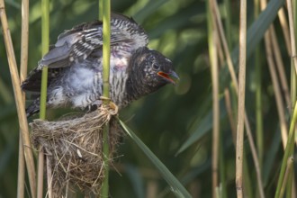 Common Cuckoo (Cuculus canorus) juvenile in nest of Eurasian Reed Warbler, Saxony-Anhalt, Germany
