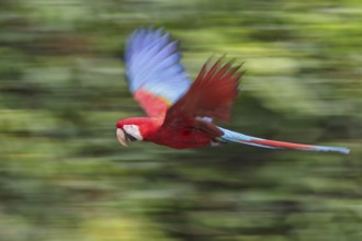 Red-and-green Macaw (Ara chloroptera) flying in Manu National Park, Peru
