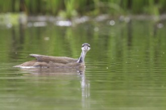 Sungrebe (Heliornis fulica) in a lake in Manu National Park, Peru