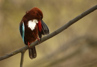 White-throated Kingfisher (Halcyon smyrnensis) preening, Rajasthan, India