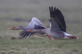 Greylag Goose (Anser anser) flying, Netherlands