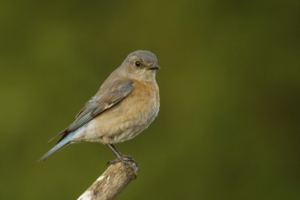 Female Western Bluebird (Sialia mexicanus)