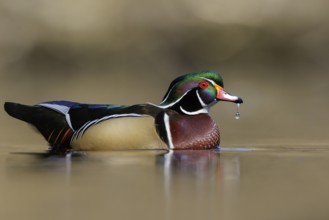 Wood Duck (Aix sponsa) swimming in a pond in Victoria, BC, Canada
