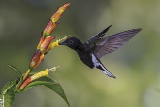Black Jacobin (Florisuga fusca) flying and feeding at a flower in the Atlantic rainforest of