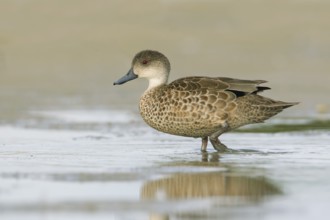 Grey Teal (Anas gracilis), Victoria, Australia