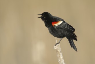 Red-winged Blackbird (Agelaius phoeniceus) male, Ontario, Canada