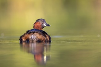 Little Grebe (Tachybaptus ruficollis), North Rhine-Westphalia, Germany