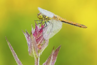 Blutrote Heidelibelle weiblich, Sympetrum sanguineum feminam, Gewöhnlicher Blutweiderich, Lythrum