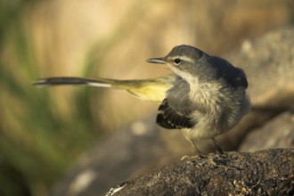 Grey Wagtail (Motacilla cinerea) female, Castile-La Mancha, Spain