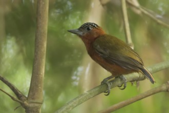 Rufous-breasted Piculet (Picumnus rufiventris), Manu National Park, Peru