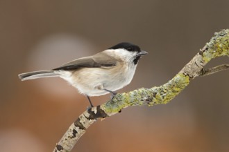 Marsh Tit (Poecile palustris), Utrecht, Netherlands