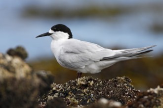 White-fronted Tern (Sterna striata), New South Wales, Australia