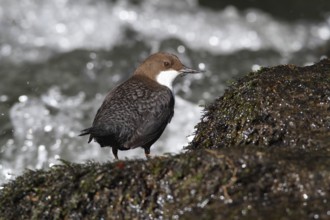 White-throated Dipper (Cinclus cinclus), Lower Saxony, Germany