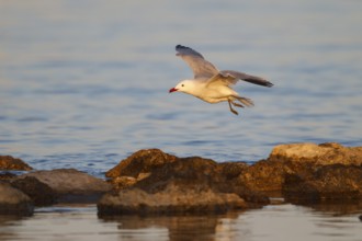 Audouin's Gull (Ichthyaetus audouinii) flying, Mallorca, Spain