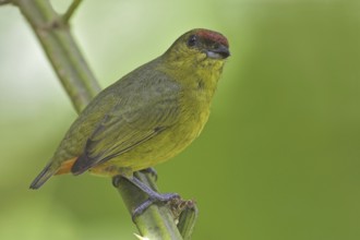Olive-backed Euphonia (Euphonia gouldi) female, Costa Rica