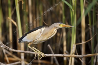 Little Bittern (Ixobrychus minutus) male, Greece