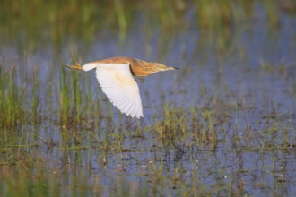 Squacco Heron (Ardeola ralloides) flying, Greece