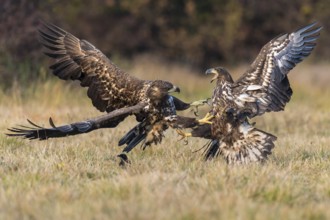 White-tailed Eagle (Haliaeetus albicilla), Kutno, Poland
