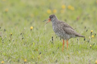 Common Redshank (Tringa totanus) calling, Iceland