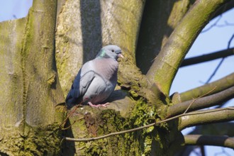 Stock Dove (Columba oenas), North Rhine-Westphalia, Germany