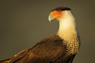Caracara, sitting on sand beach, Corcovado NP, Costa Rica. Southern Caracara plancus, in morning