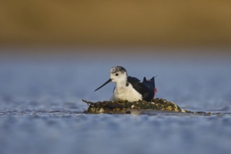 Black-winged Stilt (Himantopus himantopus) male on nest, North Rhine-Westphalia, Germany