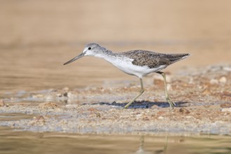 Common Greenshank (Tringa nebularia) foraging, Eilat, Israel
