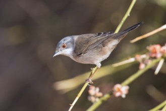 Sardinian Warbler (Sylvia melanocephala) female perched on a branch, Eilat, Israel