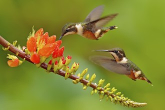 Birds sucking nectar from orange flower bloom. Flight of Purple-throated Woodstar, Calliphlox