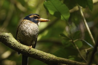 Scaly-breasted Kingfisher (Actenoides princeps) male perched on a branch, Sulawesi Utara, Indonesia