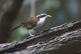 White-browed Scimitar Babbler (Pomatorhinus schisticeps) perched on a log, Di Linh, Vietnam