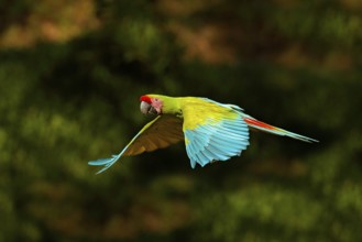 Red parrot in fly. Great Green Macaw, Ara ambigua, in tropical forest, Costa Rica, Wildlife scene