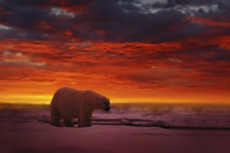 Polar Bear (Ursus maritimus) adult on snowy drift ice in spectacular sunset with red evening sky,