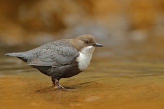 White-throated Dipper, Cinclus cinclus, brown bird with white throat in the river, waterfall in the