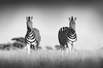 Zebra with clear sky. Black and white art photo. Burchell's zebra, Equus quagga burchellii, Nxai