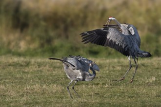 Common Crane (Grus grus) mating, Mecklenburg-Western Pomerania, Germany