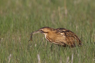 Eurasian Bittern (Botaurus stellaris) feeding on a frog, Austria