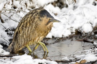 Eurasian Bittern (Botaurus stellaris) foraging, Saxony-Anhalt, Germany