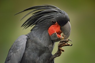Palm cockatoo, Probosciger aterrimus, talon in the bill, New Guinea. Head of big grey bird.