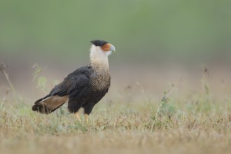 Northern Crested Caracara (Caracara cheriway) perched on the ground, Texas, USA