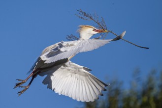 Western Cattle Egret (Bubulcus ibis) flying with nesting material in beak, Mallorca, Spain