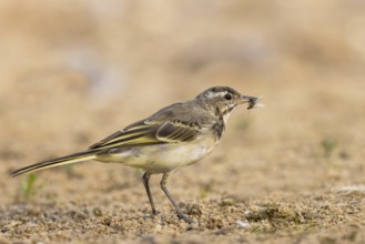 Western Yellow Wagtail (Motacilla flava) juvenile with an insect in its beak, North