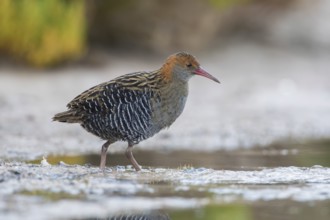 Lewin's Rail (Lewinia pectoralis) male, Victoria, Australia