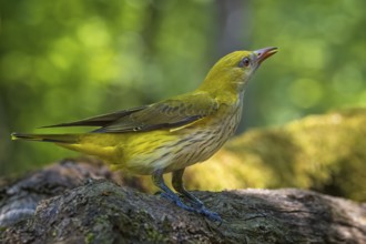 Eurasian Golden Oriole (Oriolus oriolus) female, Hungary